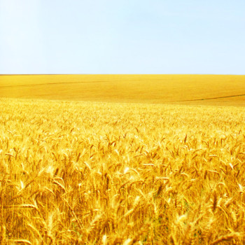 Increase Farmers’ Harvest